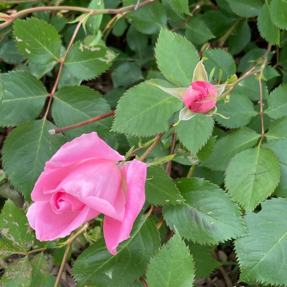 Meet your Posher, Jenny - Picture 3 of 16